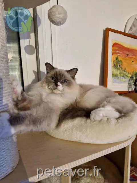 gato perdido 06800 Cagnes-sur-Mer Houston gato lost 06800 Cagnes-sur-Mer Houston