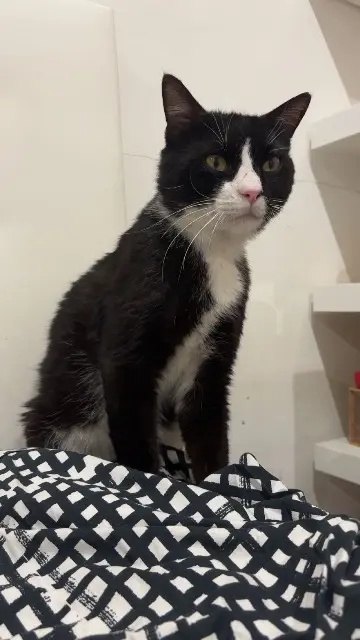 chat lost    Cannes Jarbouhaa