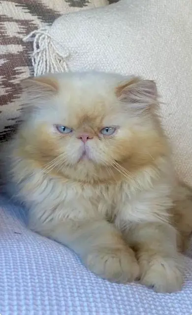 gatto perso 06500 Menton Joe gatto lost 06500 Menton Joe