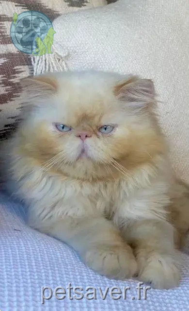gato perdido 06500 Menton Joe gato lost 06500 Menton Joe