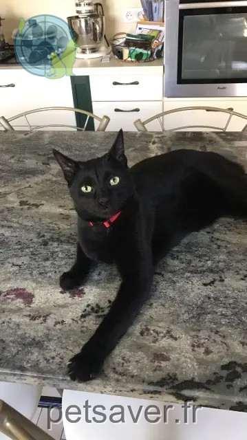 cat lost 06220 Vallauris Kenzo cat lost 06220 Vallauris Kenzo