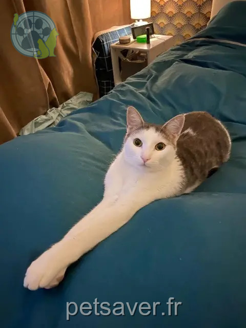 gato perdido 06250 Mougins Kenzo gato lost 06250 Mougins Kenzo
