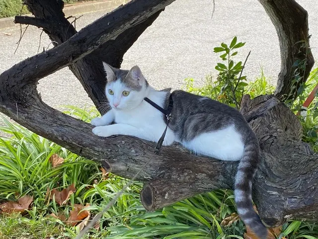chat lost   06250 Mougins Kenzo