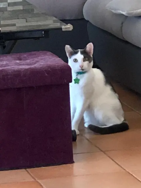 chat lost   06690 Tourrette-Levens Kirikou