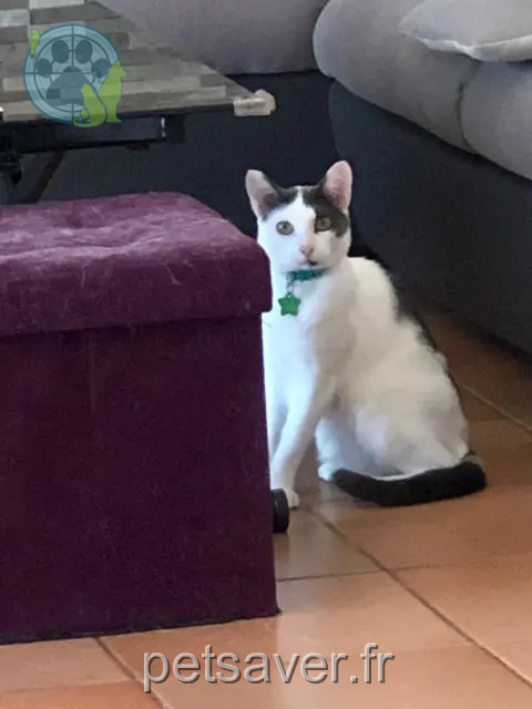 gato perdido 06690 Tourrette-Levens Kirikou gato lost 06690 Tourrette-Levens Kirikou