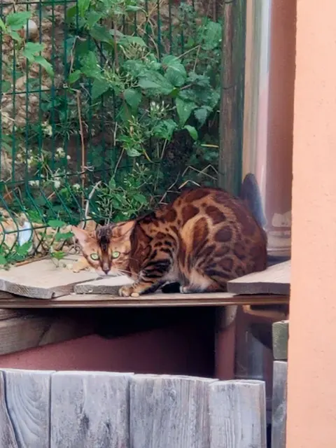 Kater vermisst 06700 Saint-Laurent-du-Var Kumal Kater lost 06700 Saint-Laurent-du-Var Kumal