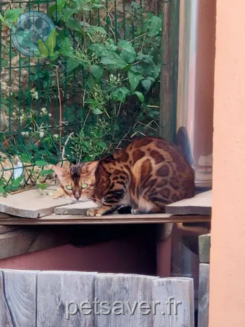 cat lost 06700 Saint-Laurent-du-Var Kumal cat lost 06700 Saint-Laurent-du-Var Kumal