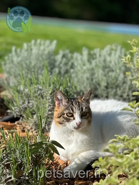 chat perdu 06740 Châteauneuf-Grasse Linette chat lost 06740 Châteauneuf-Grasse Linette
