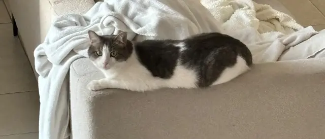 chat lost   06250 Mougins Locky
