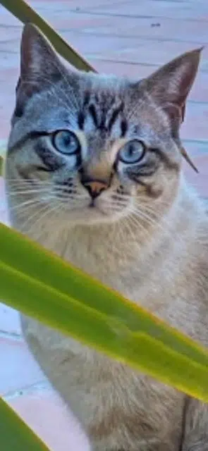 kater vermist 06140 Tourrettes-sur-Loup Loulou kater lost 06140 Tourrettes-sur-Loup Loulou