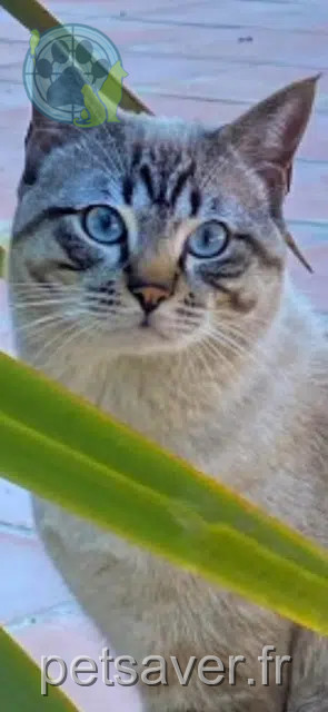 kater vermist 06140 Tourrettes-sur-Loup Loulou kater lost 06140 Tourrettes-sur-Loup Loulou