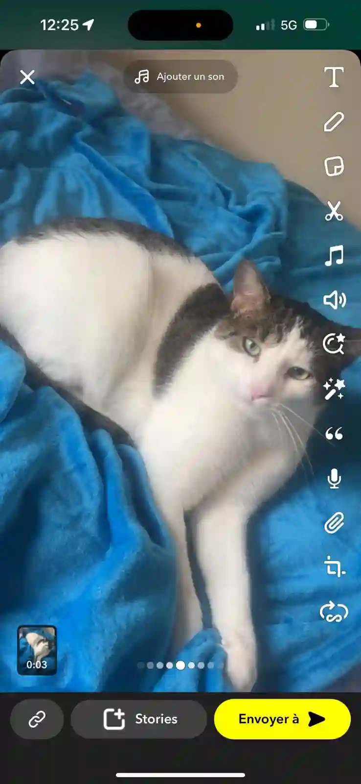 Chat Perdu 06 Alpes-Maritimes - Loustic Chat Perdu 06 Alpes-Maritimes - Loustic