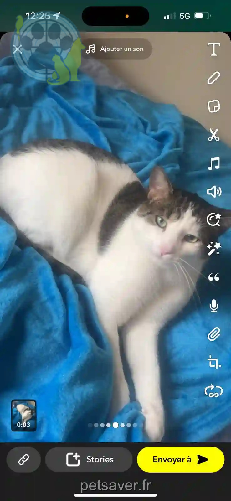 Chat Perdu 06 Alpes-Maritimes - Loustic Chat Perdu 06 Alpes-Maritimes - Loustic