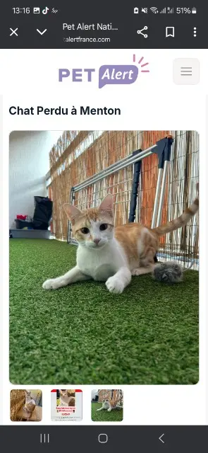 chat lost   06500 Menton Lucky