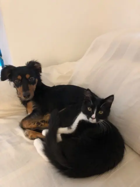 chat lost   06500 Menton Milky