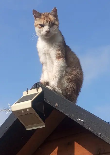 chat lost   06190 Roquebrune-Cap-Martin MIMU