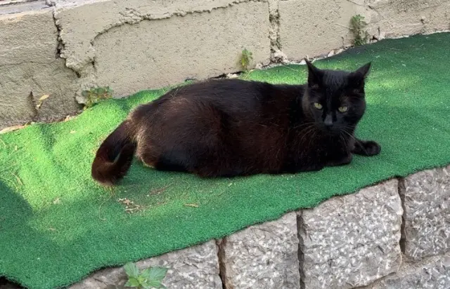 chat lost    Grasse Minou