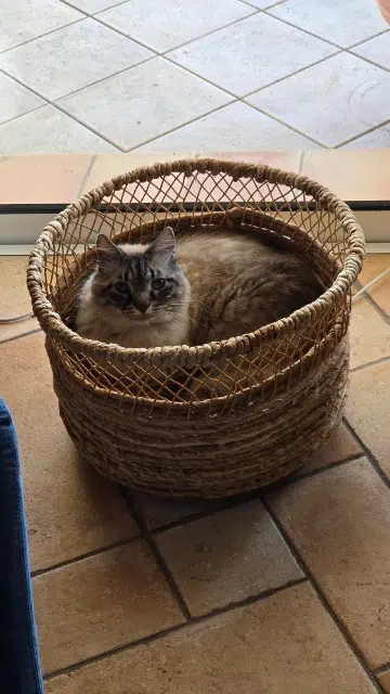 chat lost   06800 Cagnes-sur-Mer Moka