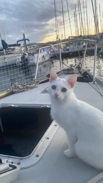 chat lost    Antibes Moon