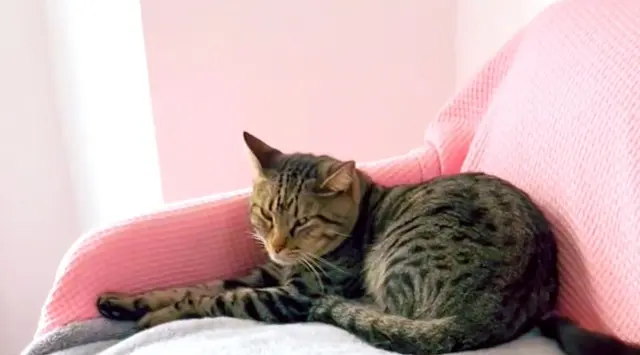 Kater vermisst 06140 Vence Mouni Kater lost 06140 Vence Mouni