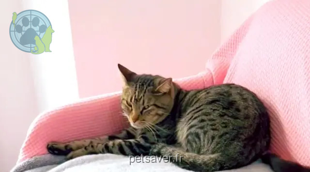 kater vermist 06140 Vence Mouni kater lost 06140 Vence Mouni