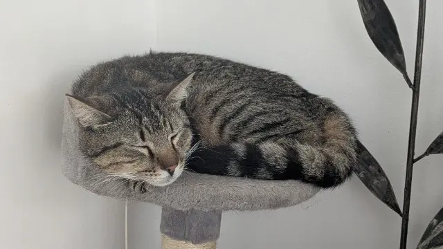 chat lost   06480 La Colle-sur-Loup Natsu