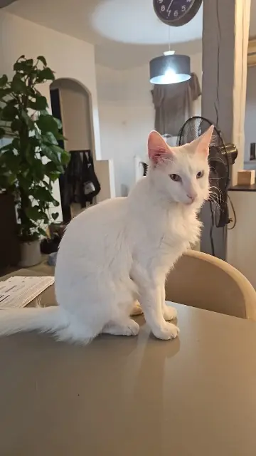 chat lost   06800 Cagnes-sur-Mer Neige