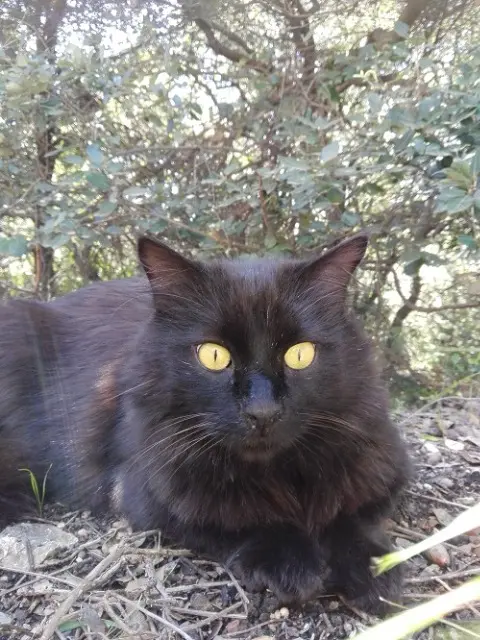 chat lost    Grasse Nero