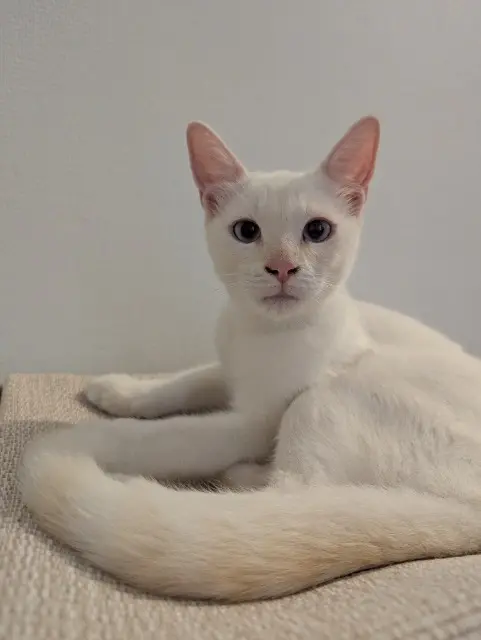 chat lost    Nice Anthemis