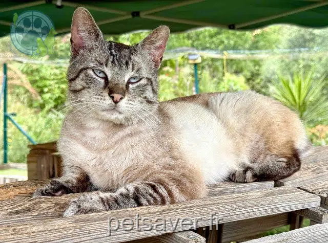 gato perdido Nice Aznavour gato lost Nice Aznavour