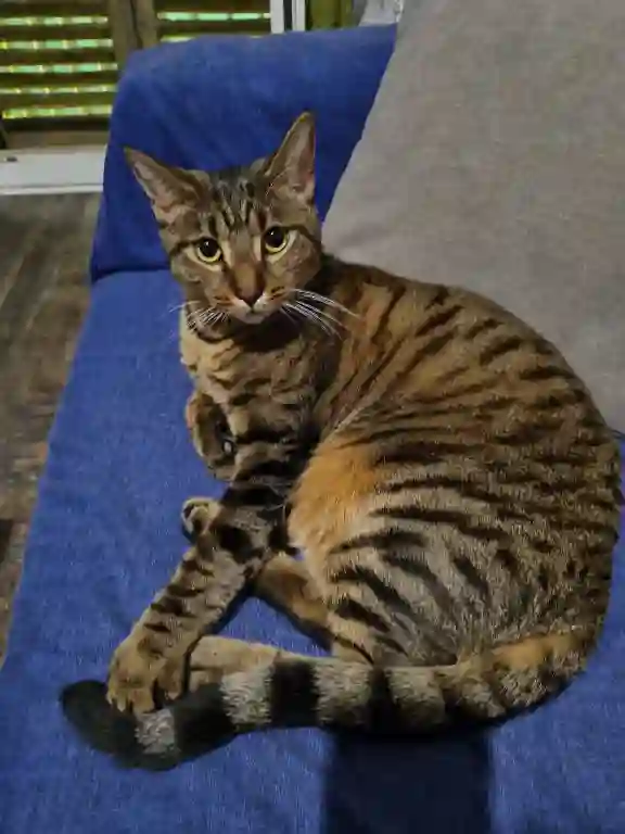 Chat Perdu 06 Alpes-Maritimes Nice - Balou Chat Perdu 06 Alpes-Maritimes Nice - Balou