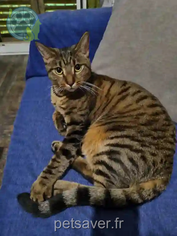 Chat Perdu 06 Alpes-Maritimes Nice - Balou Chat Perdu 06 Alpes-Maritimes Nice - Balou
