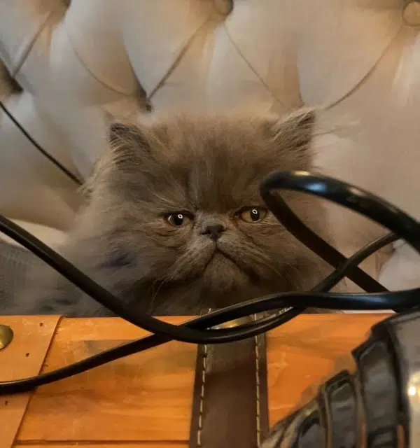 chat lost    Nice Chagoumi