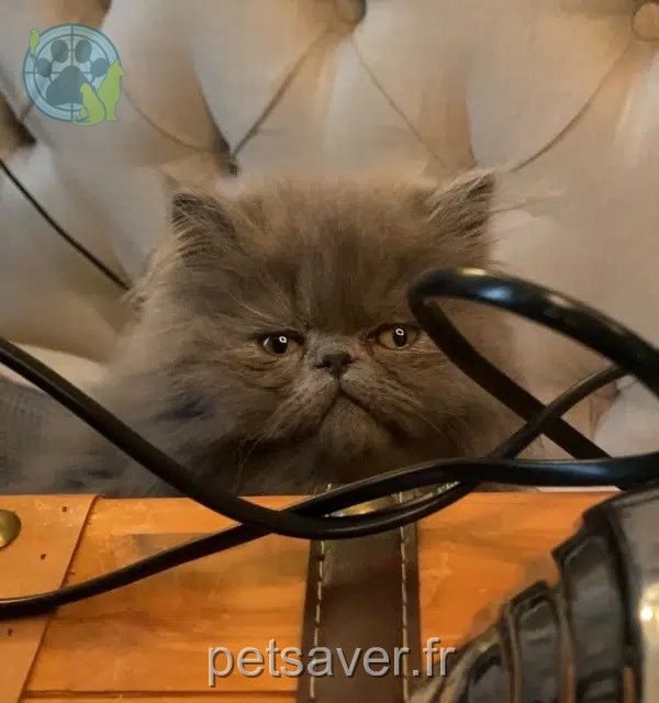 chat perdu Nice Chagoumi chat lost Nice Chagoumi