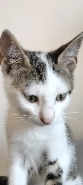 chat lost    Nice Cookie