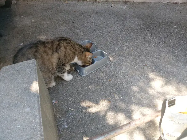 Chat Perdu 06 Alpes-Maritimes Nice