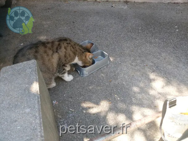 Chat Perdu 06 Alpes-Maritimes Nice Chat Perdu 06 Alpes-Maritimes Nice