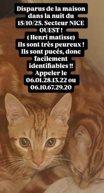 chat lost    Nice Dexter
