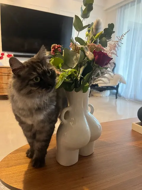 chat lost    Nice Dipsy