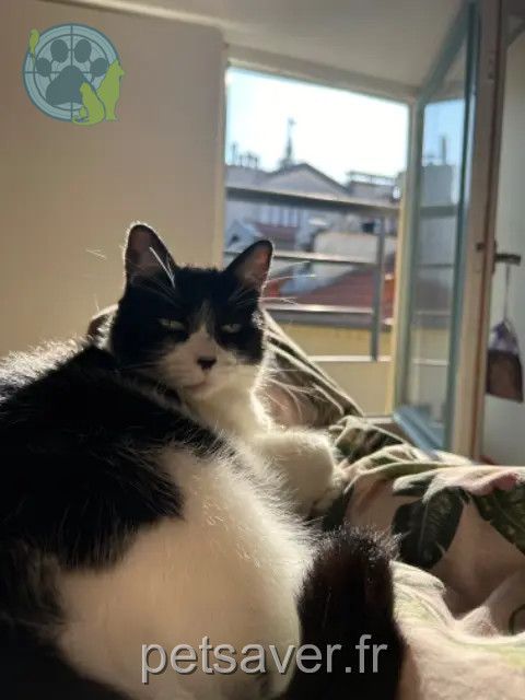 Kater vermisst Nice Doddie / Dody Kater lost Nice Doddie / Dody