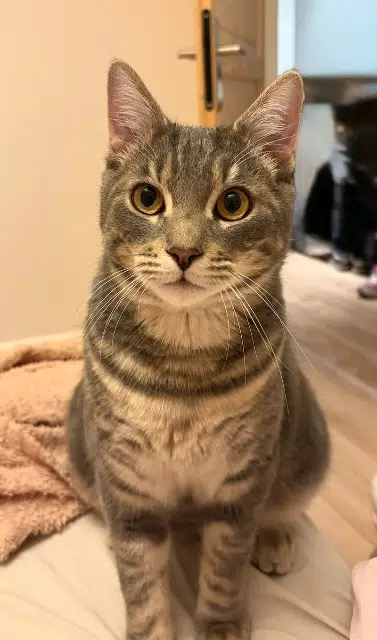 chat lost    Nice Elvis