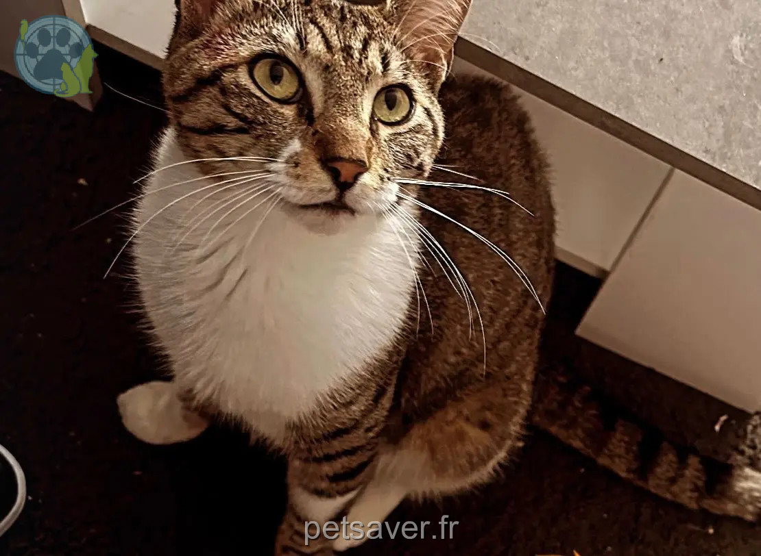 Chat Perdu 06 Alpes-Maritimes Nice - Gabana Chat Perdu 06 Alpes-Maritimes Nice - Gabana