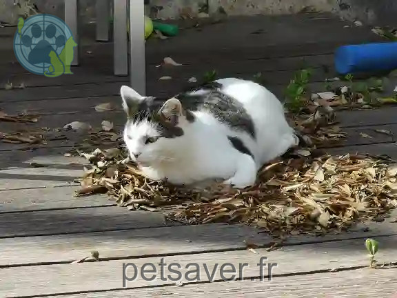 Chat Perdu 06 Alpes-Maritimes Nice - Jos Chat Perdu 06 Alpes-Maritimes Nice - Jos