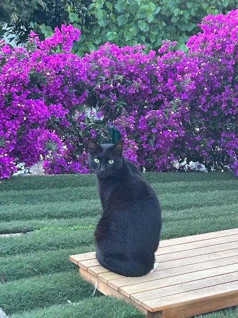 chat lost    Nice Lechat