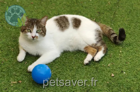 Chat Perdu 06 Alpes-Maritimes Nice - Mickey Chat Perdu 06 Alpes-Maritimes Nice - Mickey