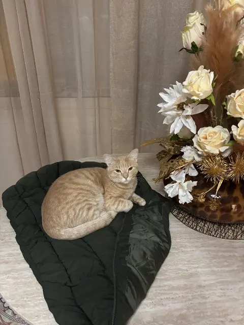 chat lost    Nice Mila