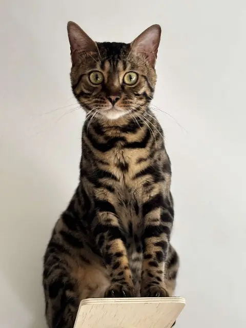 chat lost    Nice miodek