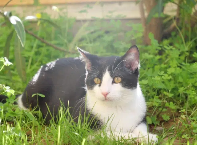 chat lost    Nice Miso