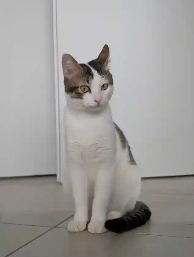 Chat Perdu 06 Alpes-Maritimes Nice - Mitski Chat Perdu 06 Alpes-Maritimes Nice - Mitski