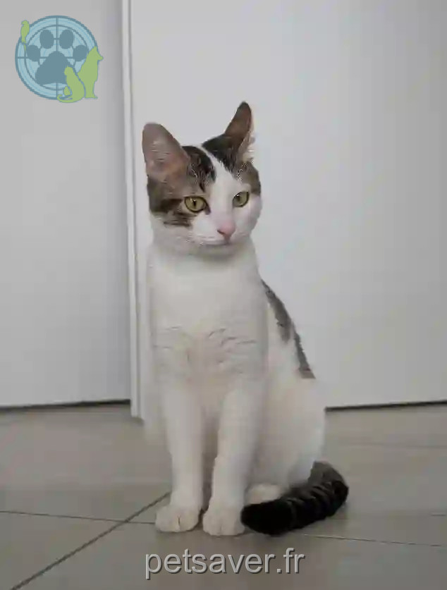 Chat Perdu 06 Alpes-Maritimes Nice - Mitski Chat Perdu 06 Alpes-Maritimes Nice - Mitski
